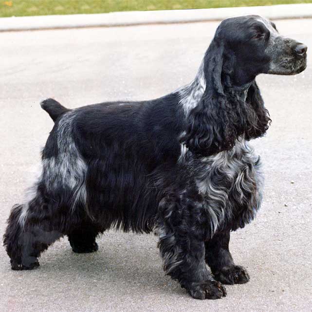 About English Cockers English Cocker