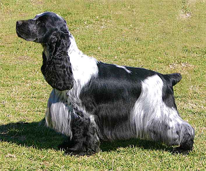 English Cocker Spaniel